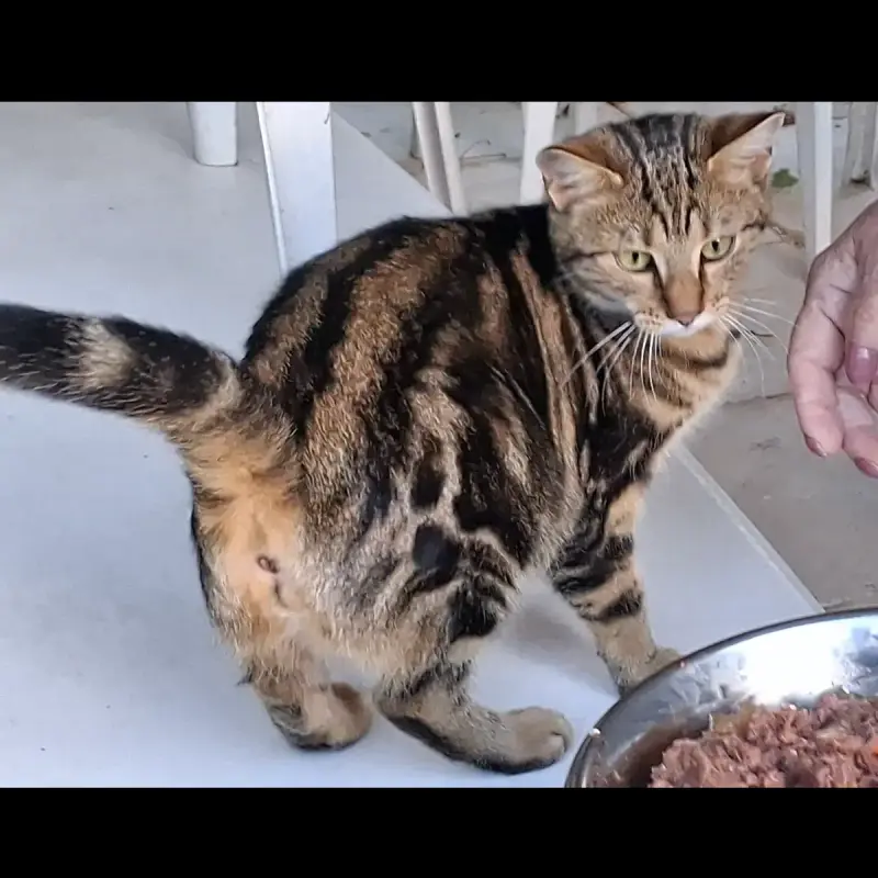 Ambre