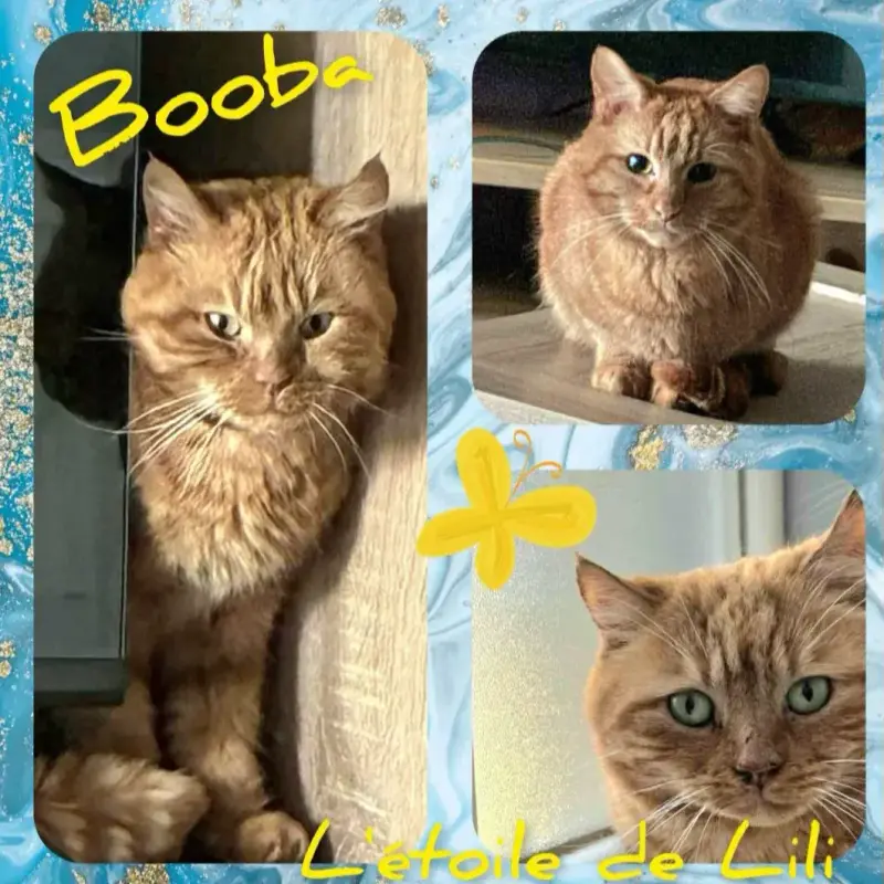 Booba