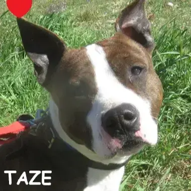 Taze