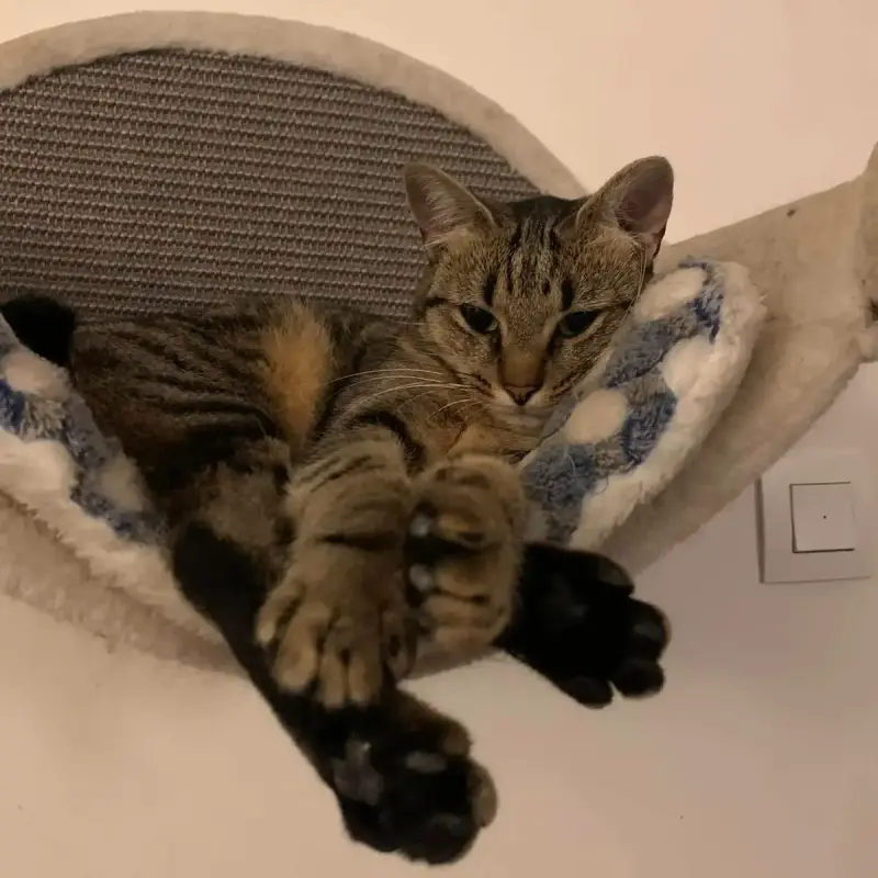 Pippa