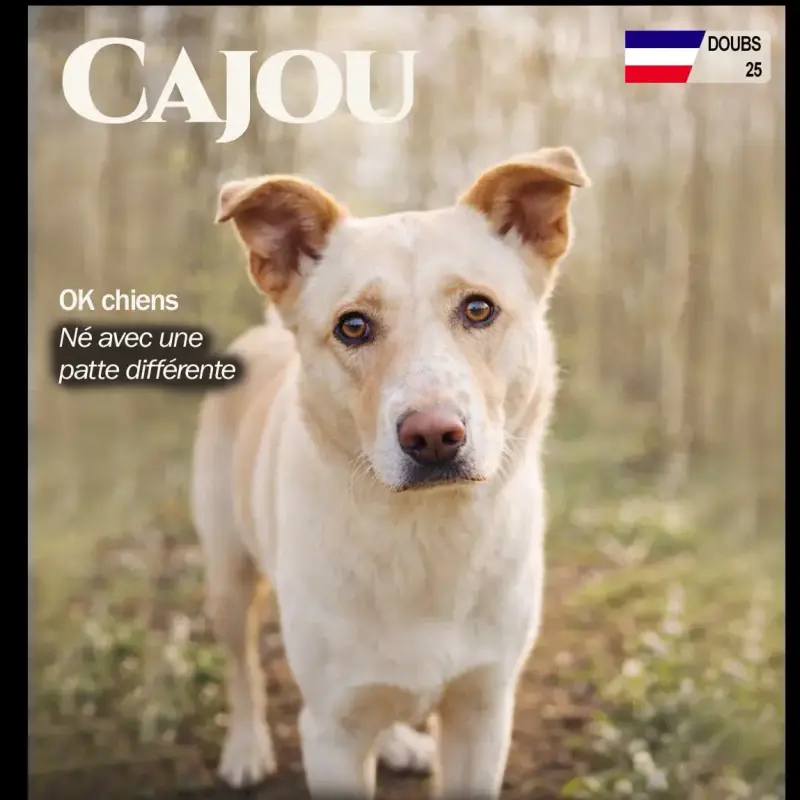 Cajou