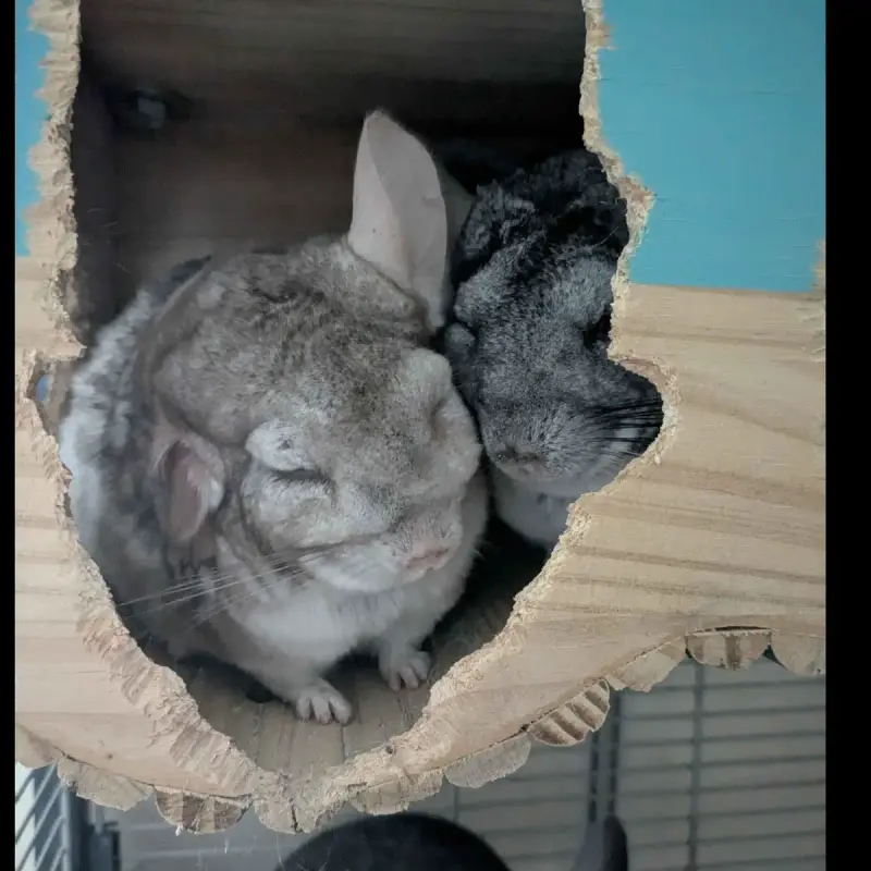 Inti & Huari
