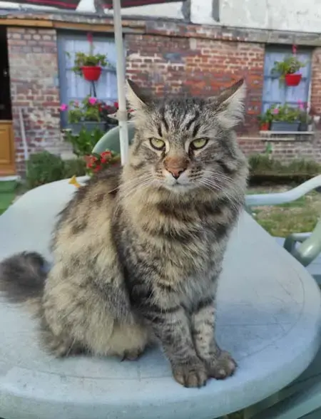 Loona