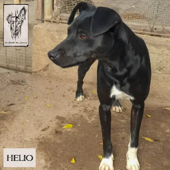 Helio