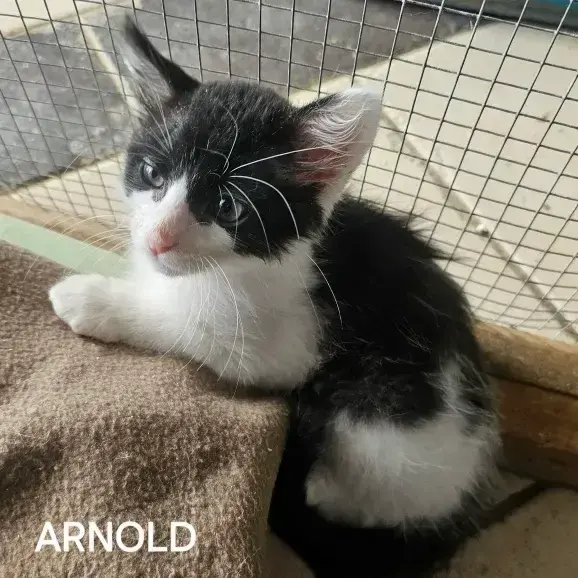 Arnold