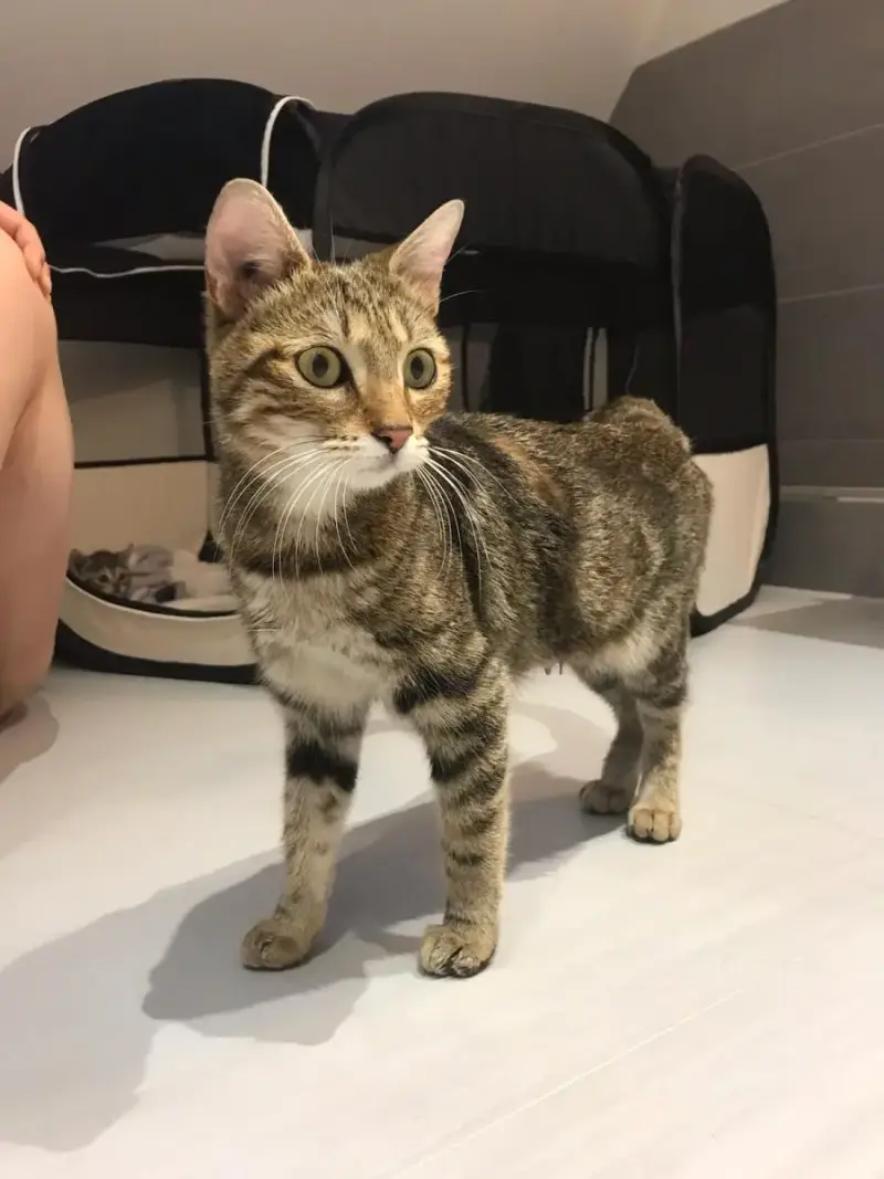 Naya