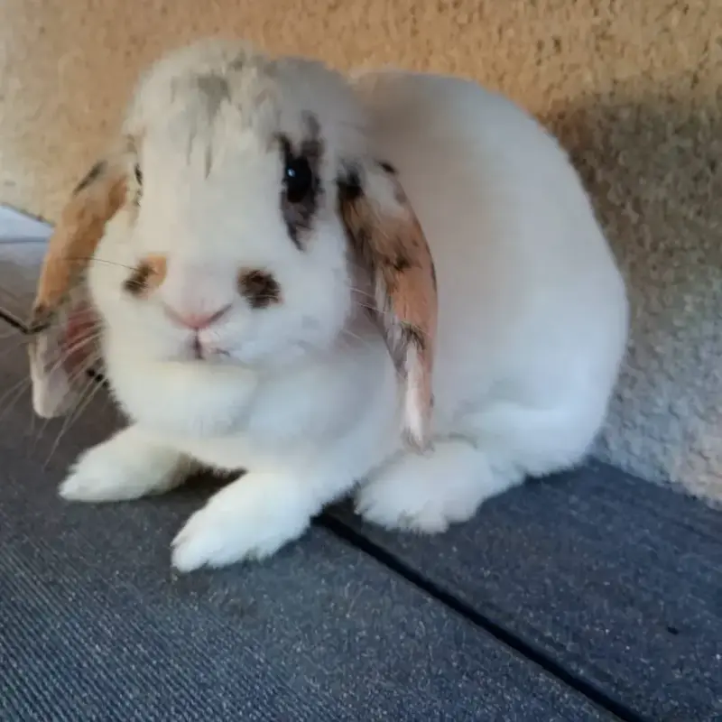 Molly