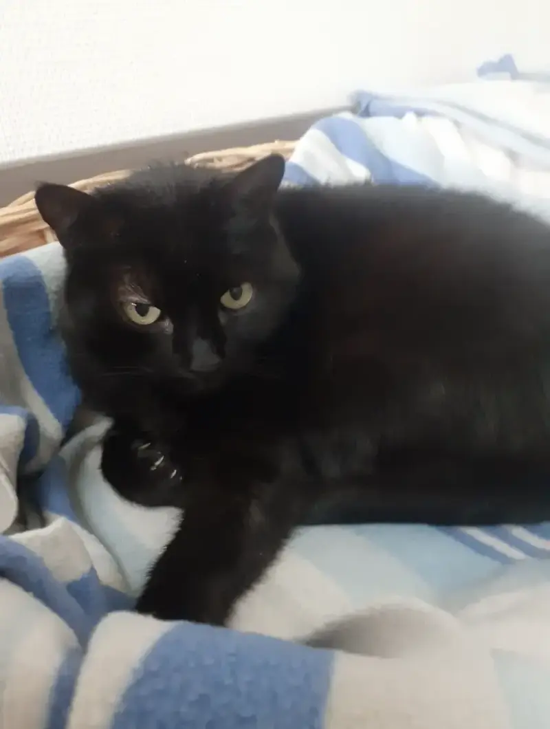 Ninou