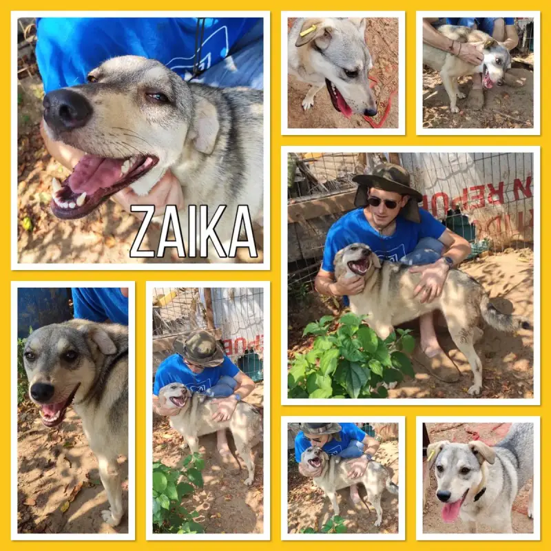 Zaika