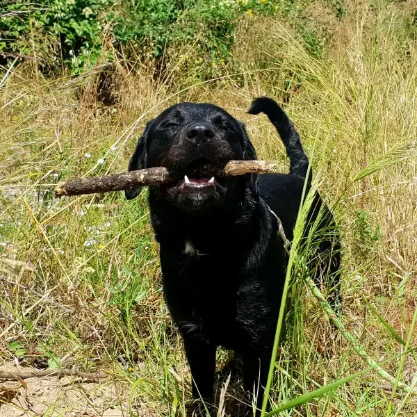 Bandit