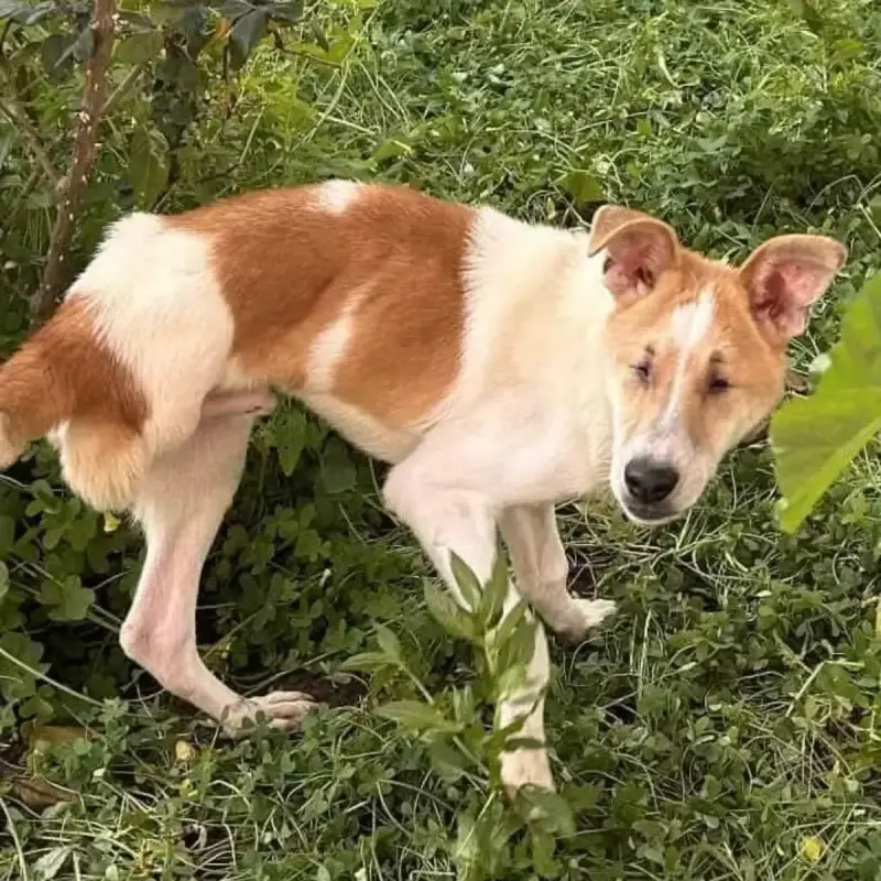 Loki