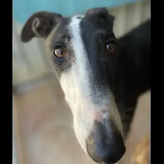 Graci