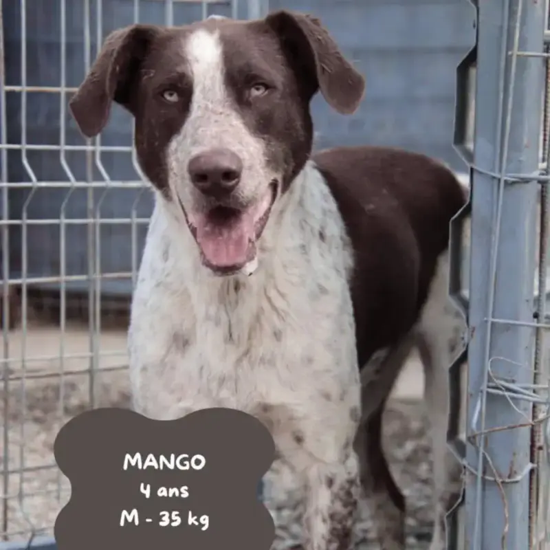 Mango