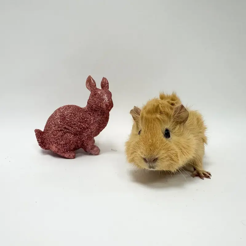 Peppa