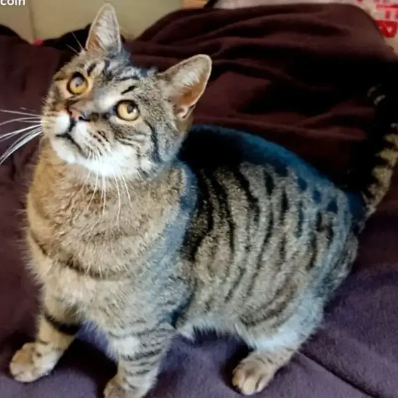 Rufus