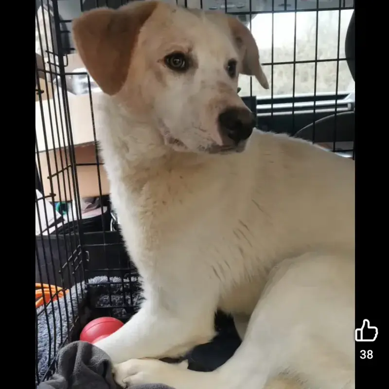 Moki