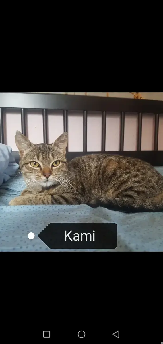 Kami