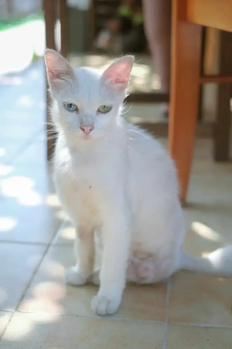 Coco