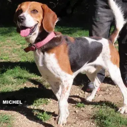 Michel