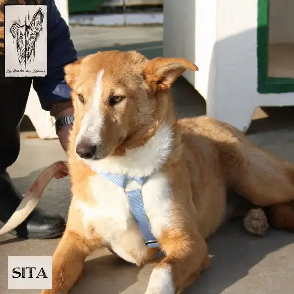 Sita