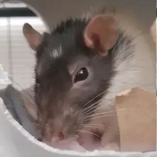 Amy