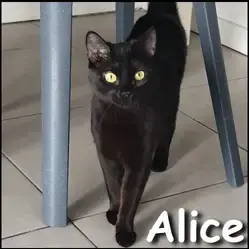 Alice