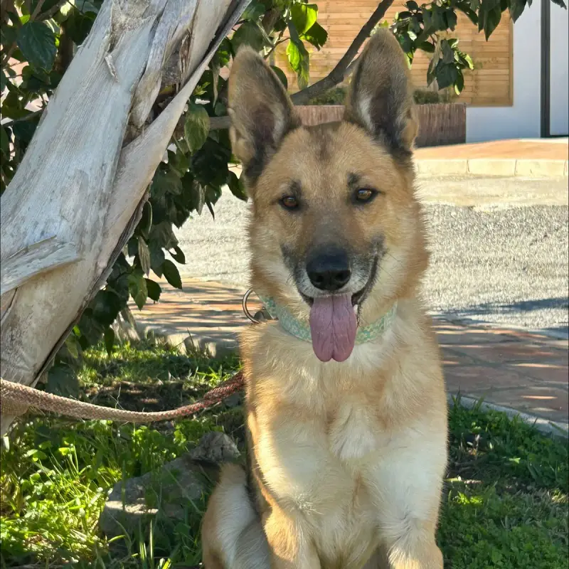 Lobo