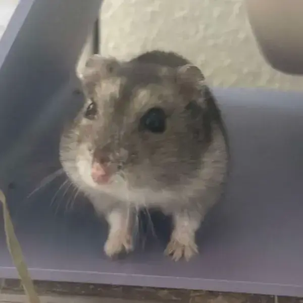 Esther