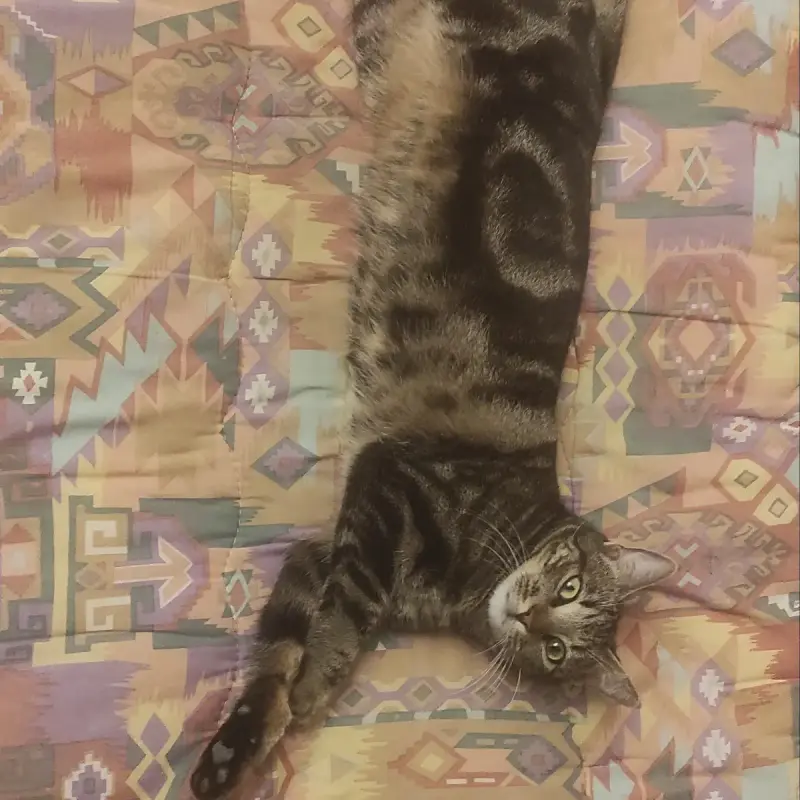 Léon