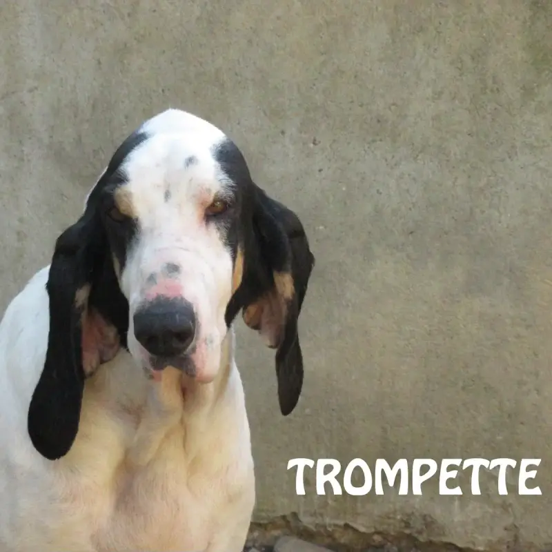 Trompette