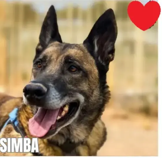 Simba