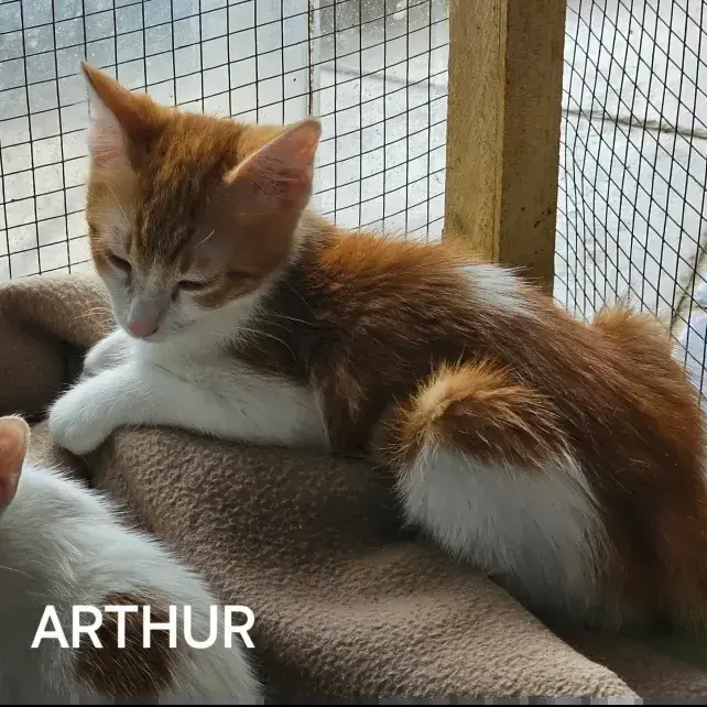Arthur