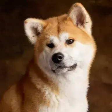 Achika