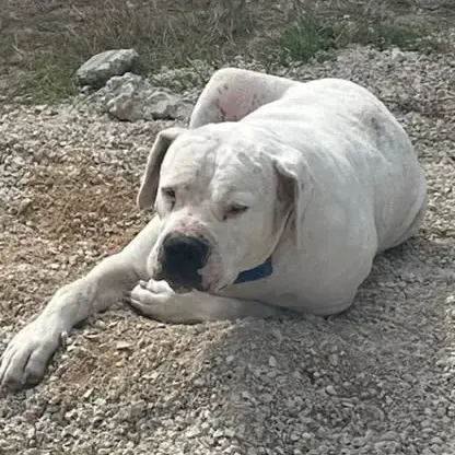 Odin