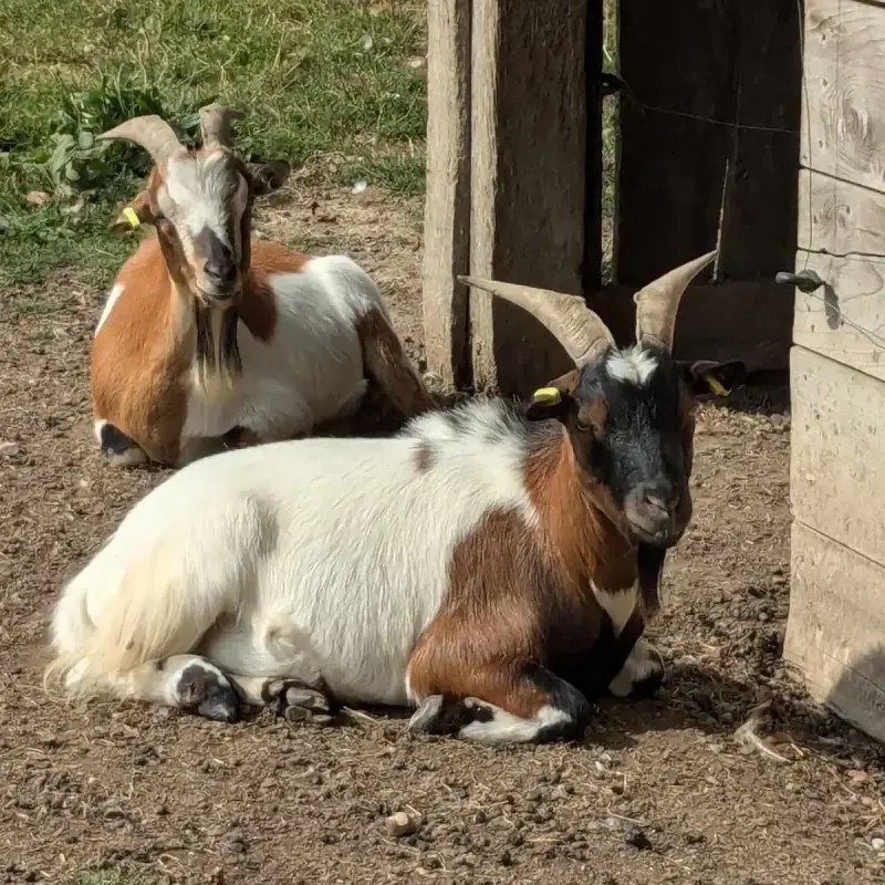 Oryx Et Padrig