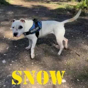 Snow