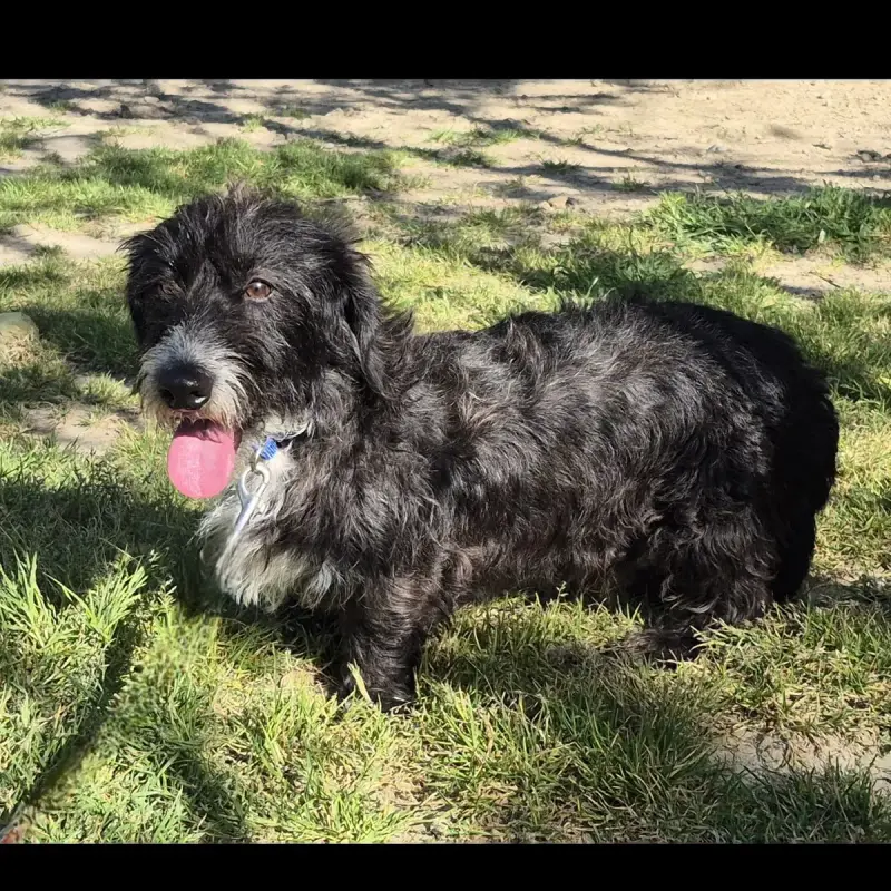 Mowgli