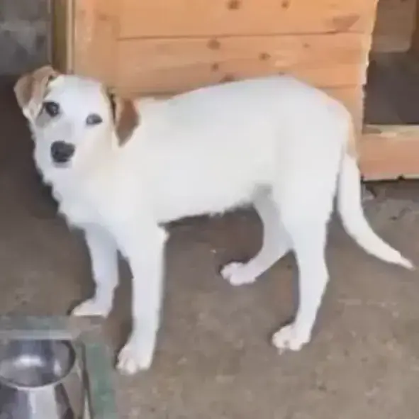 Ody