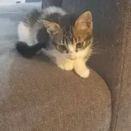 Angel