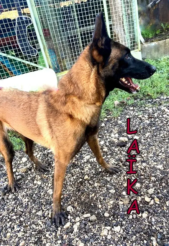 Laika