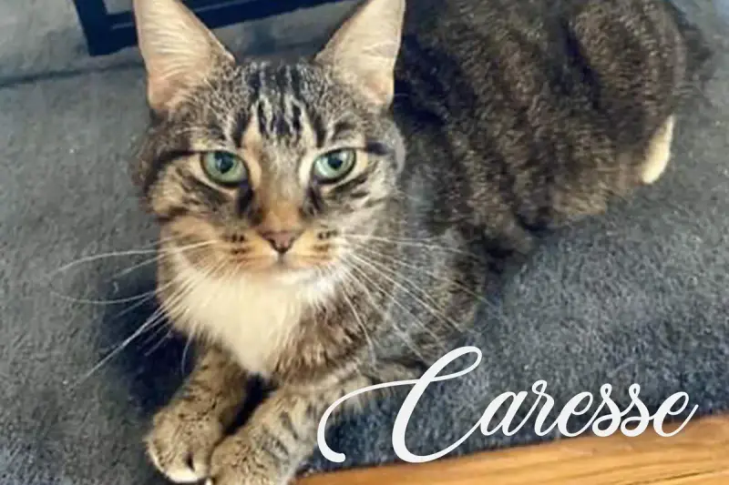 Caresse