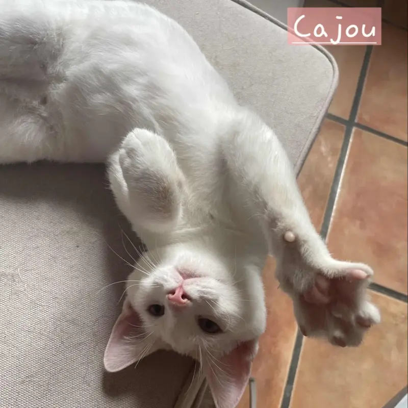 Cajou