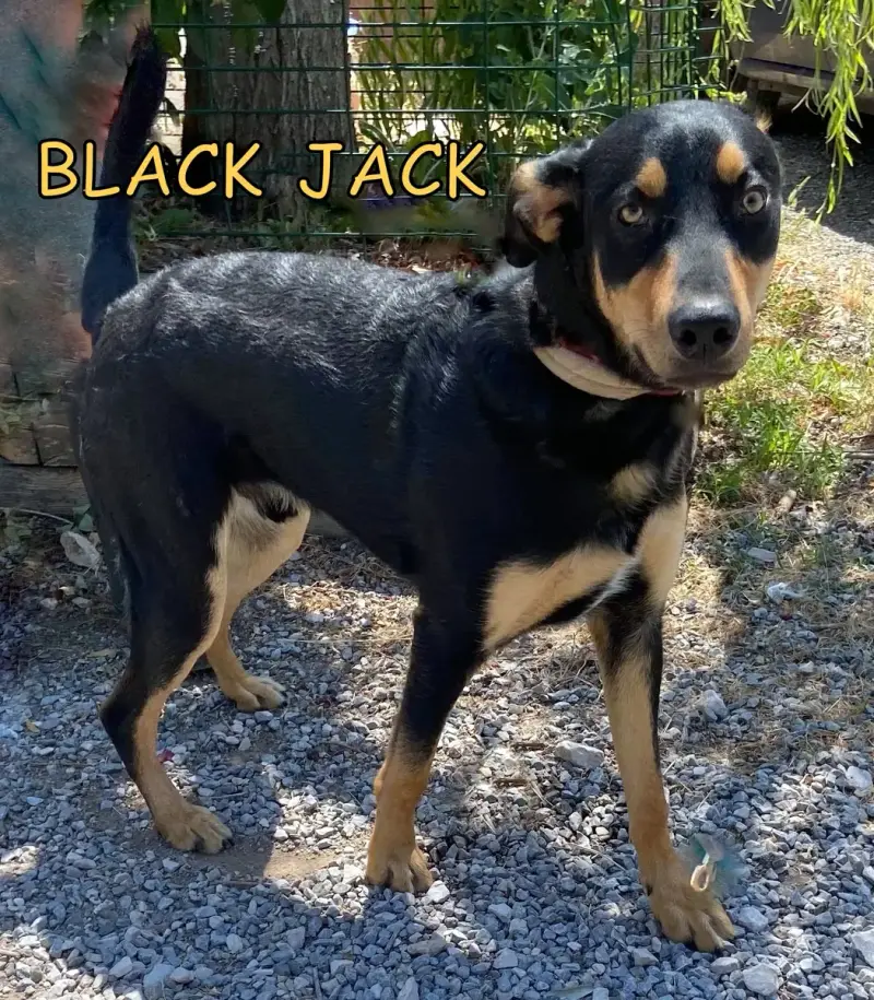 Black Jack