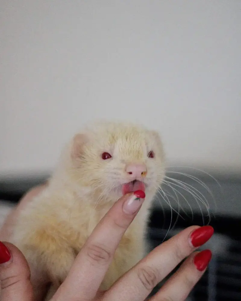 Mika