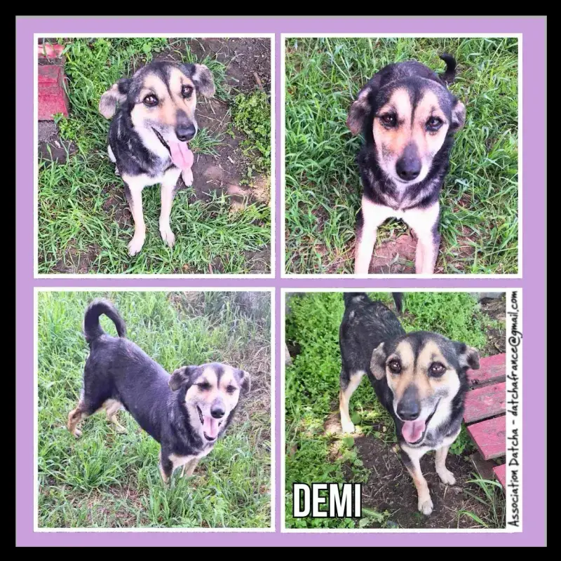 Demi
