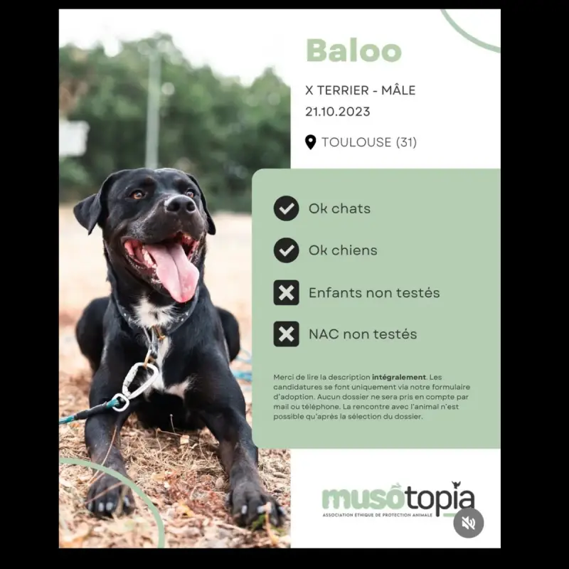 Baloo