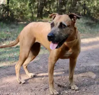 Tika