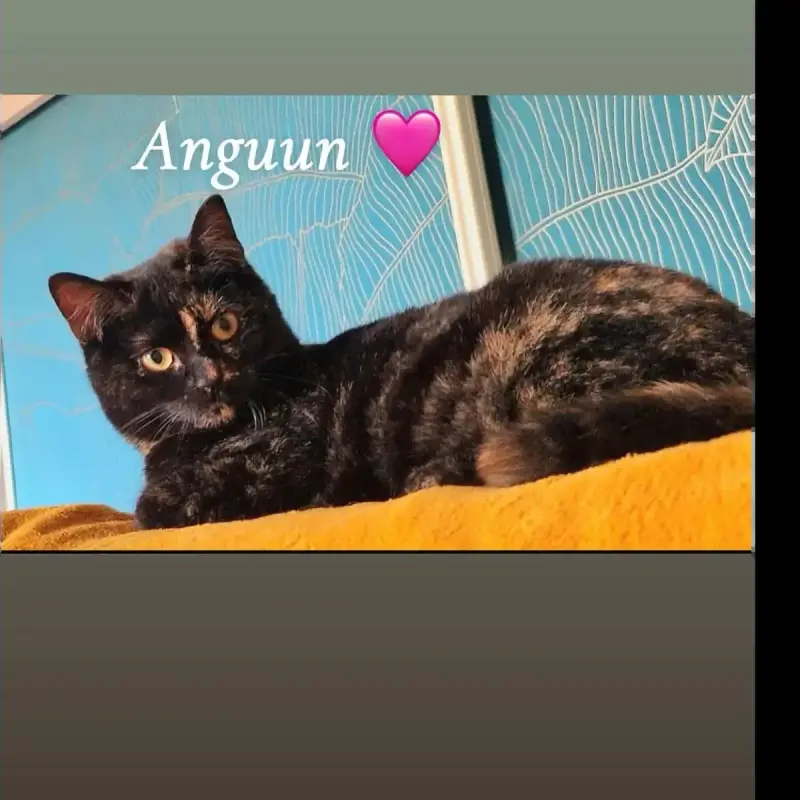 Anguun