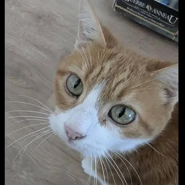 Babou