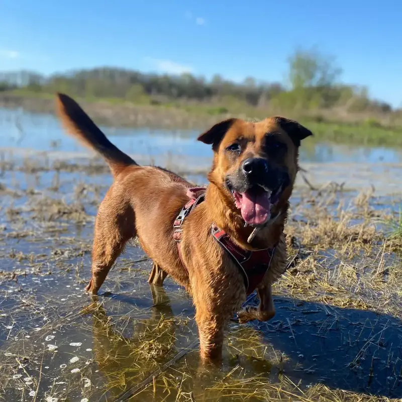 Pepita